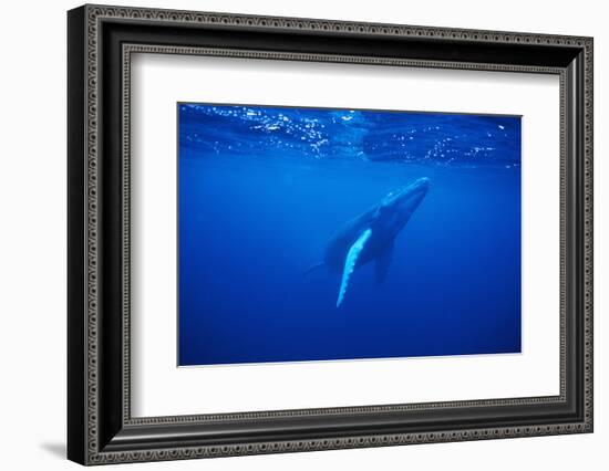 Humpback Whale-DLILLC-Framed Photographic Print