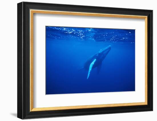 Humpback Whale-DLILLC-Framed Photographic Print