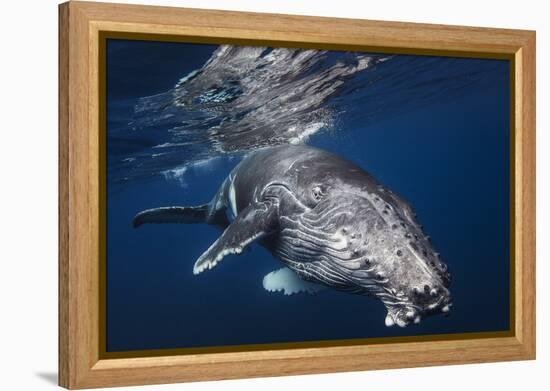 Humpback Whale-Barathieu Gabriel-Framed Premier Image Canvas