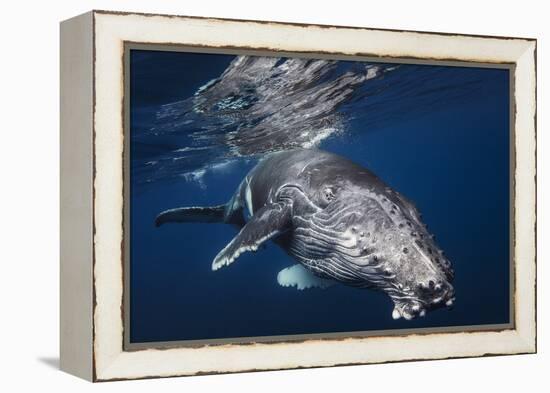 Humpback Whale-Barathieu Gabriel-Framed Premier Image Canvas