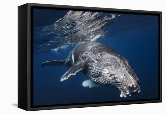 Humpback Whale-Barathieu Gabriel-Framed Premier Image Canvas