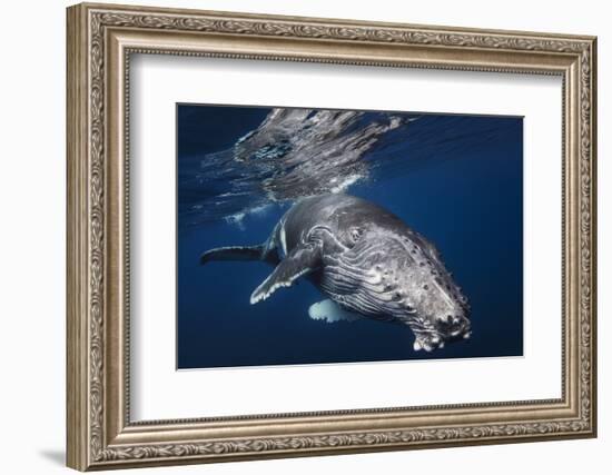 Humpback Whale-Barathieu Gabriel-Framed Photographic Print