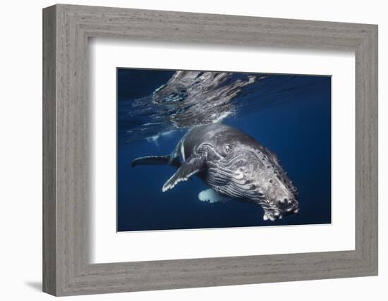 Humpback Whale-Barathieu Gabriel-Framed Photographic Print