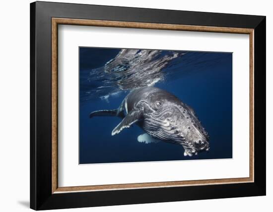 Humpback Whale-Barathieu Gabriel-Framed Photographic Print