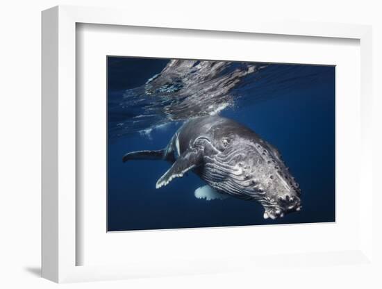 Humpback Whale-Barathieu Gabriel-Framed Photographic Print
