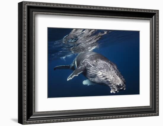 Humpback Whale-Barathieu Gabriel-Framed Photographic Print