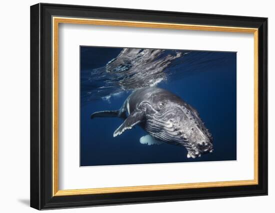 Humpback Whale-Barathieu Gabriel-Framed Photographic Print