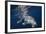 Humpback Whale-Barathieu Gabriel-Framed Photographic Print