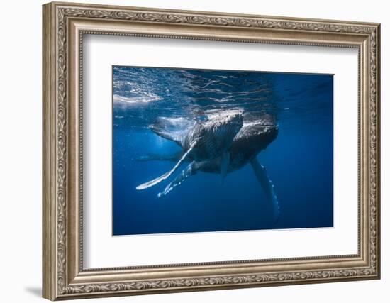 Humpback Whale-Barathieu Gabriel-Framed Photographic Print