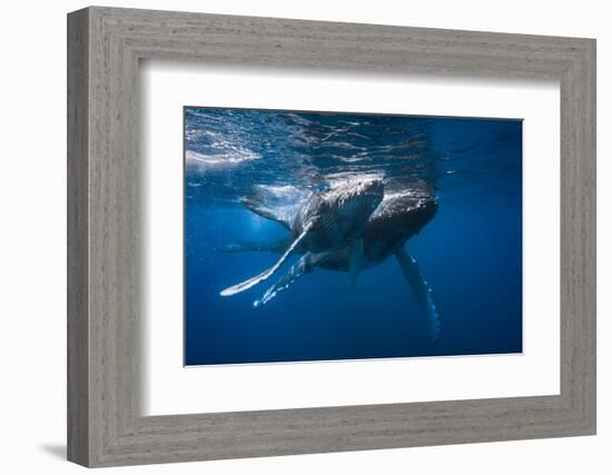 Humpback Whale-Barathieu Gabriel-Framed Photographic Print