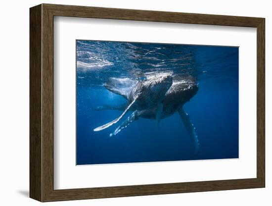 Humpback Whale-Barathieu Gabriel-Framed Photographic Print