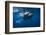 Humpback Whale-Barathieu Gabriel-Framed Photographic Print