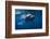 Humpback Whale-Barathieu Gabriel-Framed Photographic Print