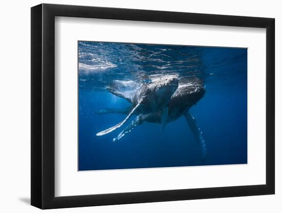 Humpback Whale-Barathieu Gabriel-Framed Photographic Print