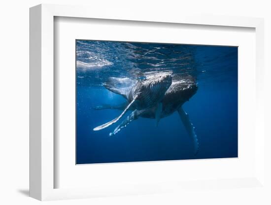 Humpback Whale-Barathieu Gabriel-Framed Photographic Print