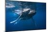 Humpback Whale-Barathieu Gabriel-Mounted Photographic Print