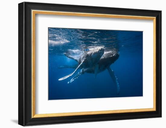 Humpback Whale-Barathieu Gabriel-Framed Photographic Print