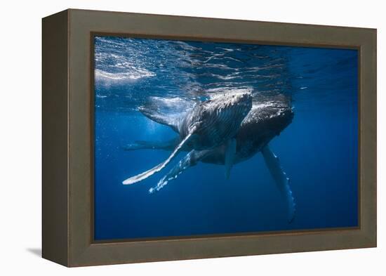 Humpback Whale-Barathieu Gabriel-Framed Premier Image Canvas