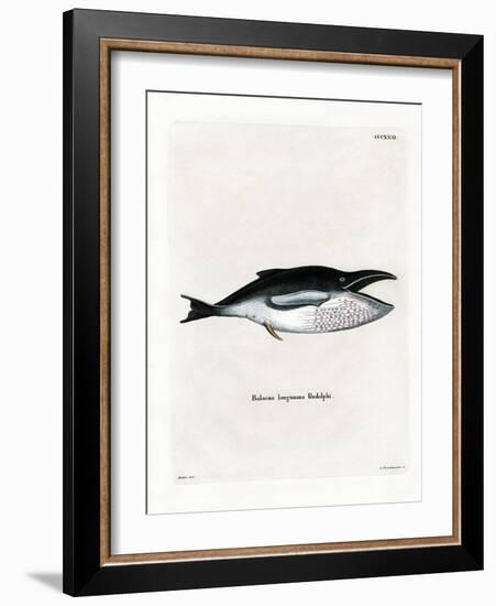 Humpback Whale-null-Framed Giclee Print