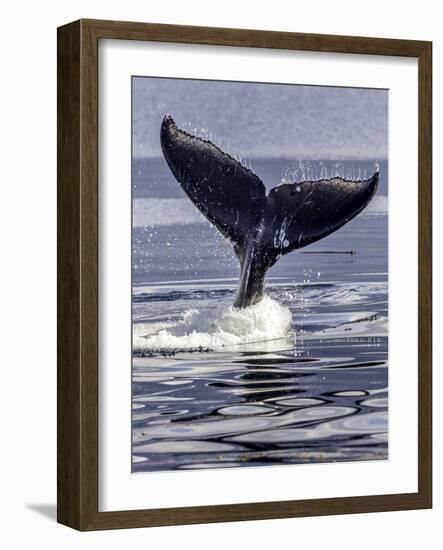 Humpback Whale-Art Wolfe-Framed Photographic Print