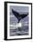 Humpback Whale-Art Wolfe-Framed Photographic Print