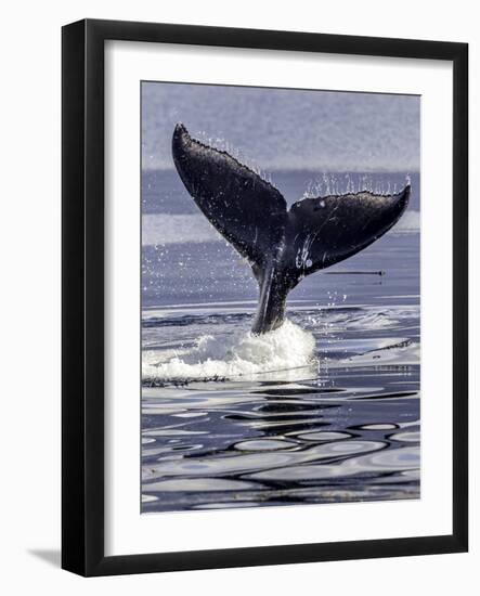 Humpback Whale-Art Wolfe-Framed Photographic Print