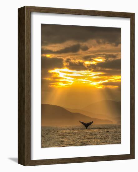 Humpback Whales, Chatham Strait, Inside Passage, Alaska, USA-Stuart Westmorland-Framed Photographic Print