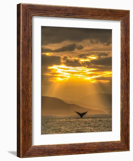 Humpback Whales, Chatham Strait, Inside Passage, Alaska, USA-Stuart Westmorland-Framed Photographic Print