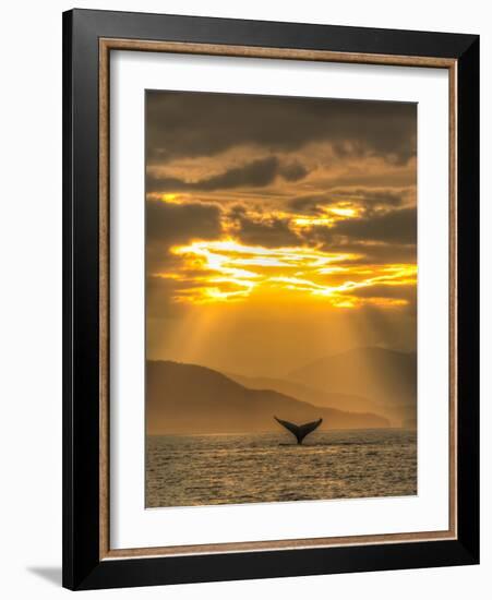 Humpback Whales, Chatham Strait, Inside Passage, Alaska, USA-Stuart Westmorland-Framed Photographic Print