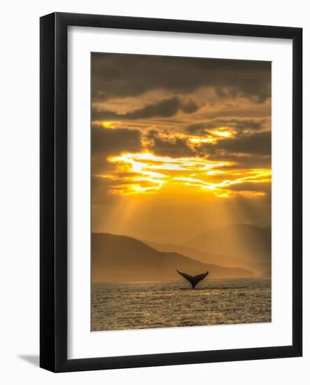 Humpback Whales, Chatham Strait, Inside Passage, Alaska, USA-Stuart Westmorland-Framed Photographic Print