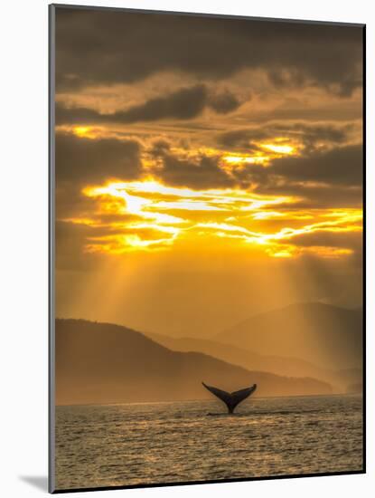 Humpback Whales, Chatham Strait, Inside Passage, Alaska, USA-Stuart Westmorland-Mounted Photographic Print