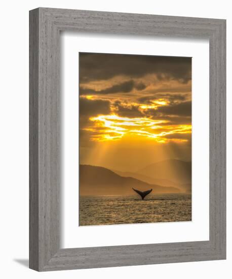 Humpback Whales, Chatham Strait, Inside Passage, Alaska, USA-Stuart Westmorland-Framed Premium Photographic Print
