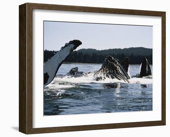 Humpback Whales, Frederick Sound, Alaska, USA-Stuart Westmoreland-Framed Photographic Print