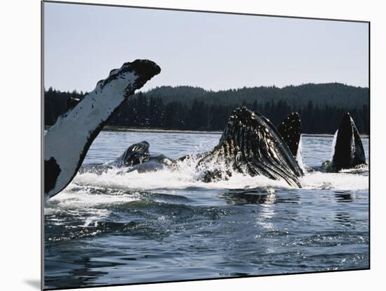 Humpback Whales, Frederick Sound, Alaska, USA-Stuart Westmoreland-Mounted Photographic Print