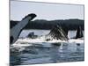 Humpback Whales, Frederick Sound, Alaska, USA-Stuart Westmoreland-Mounted Photographic Print