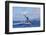 Humpback Whales,near Lanai Island, Hawaii, USA-Stuart Westmorland-Framed Photographic Print