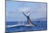 Humpback Whales,near Lanai Island, Hawaii, USA-Stuart Westmorland-Mounted Photographic Print