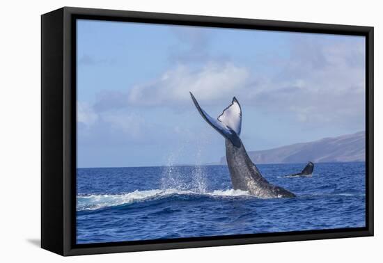 Humpback Whales,near Lanai Island, Hawaii, USA-Stuart Westmorland-Framed Premier Image Canvas