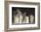 Humpback Whales Spouting While Feeding in Chatham Strait-Paul Souders-Framed Photographic Print