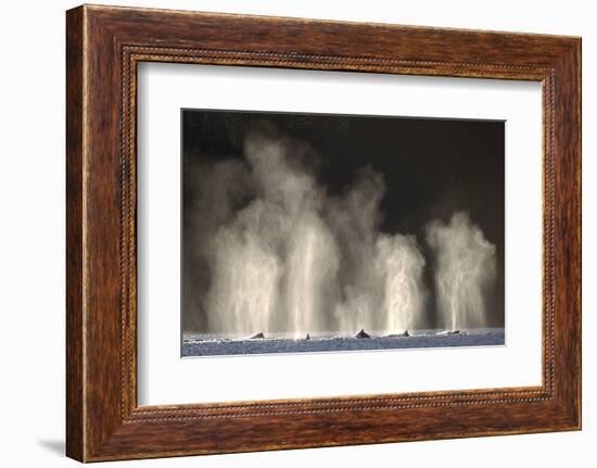 Humpback Whales Spouting While Feeding in Chatham Strait-Paul Souders-Framed Photographic Print