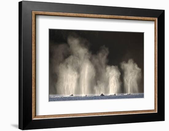 Humpback Whales Spouting While Feeding in Chatham Strait-Paul Souders-Framed Photographic Print