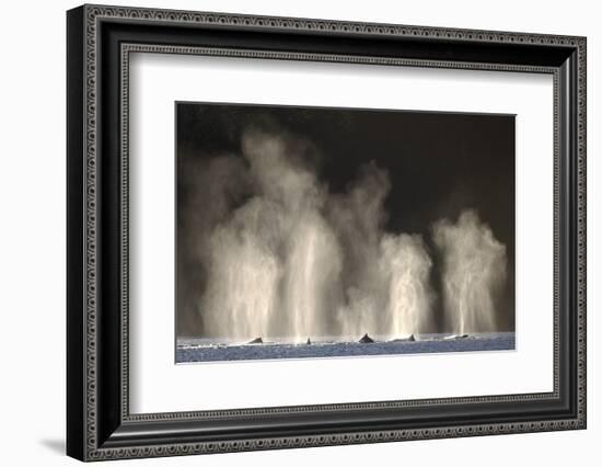 Humpback Whales Spouting While Feeding in Chatham Strait-Paul Souders-Framed Photographic Print