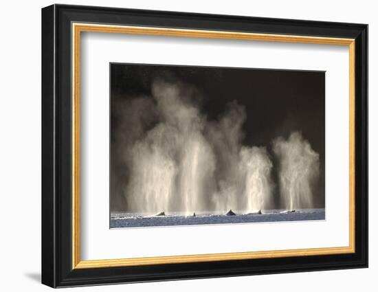 Humpback Whales Spouting While Feeding in Chatham Strait-Paul Souders-Framed Photographic Print