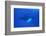 Humpback Whales-DLILLC-Framed Photographic Print