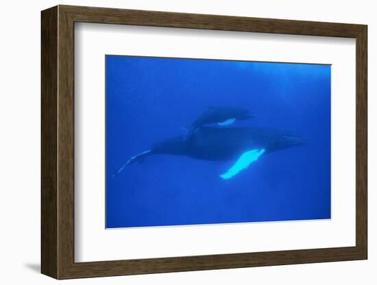 Humpback Whales-DLILLC-Framed Photographic Print