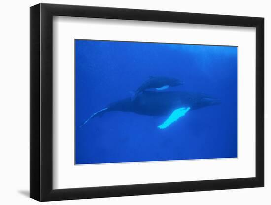 Humpback Whales-DLILLC-Framed Photographic Print