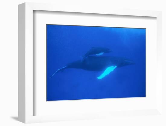 Humpback Whales-DLILLC-Framed Photographic Print