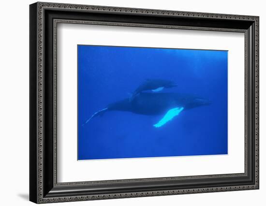 Humpback Whales-DLILLC-Framed Photographic Print