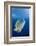 Humpback Wrasse (Cheilinus Undulatus), Blue Corner, Micronesia, Palau-Reinhard Dirscherl-Framed Premium Photographic Print