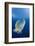 Humpback Wrasse (Cheilinus Undulatus), Blue Corner, Micronesia, Palau-Reinhard Dirscherl-Framed Premium Photographic Print